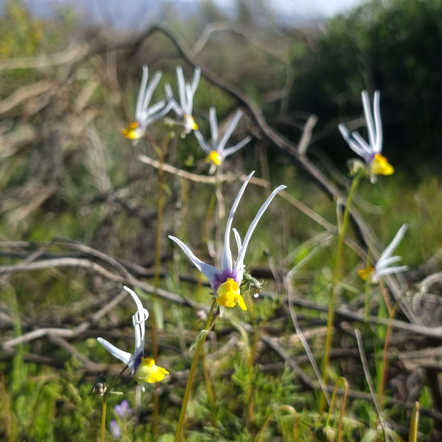 Слика од Nemesia cheiranthus E. Mey. ex Benth.