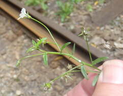 Image of Monopsis alba Phillipson