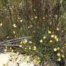 Imagem de Linum heterostylum C. M. Rogers