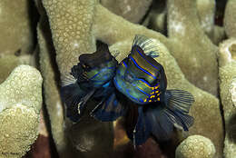 Image of Mandarinfish