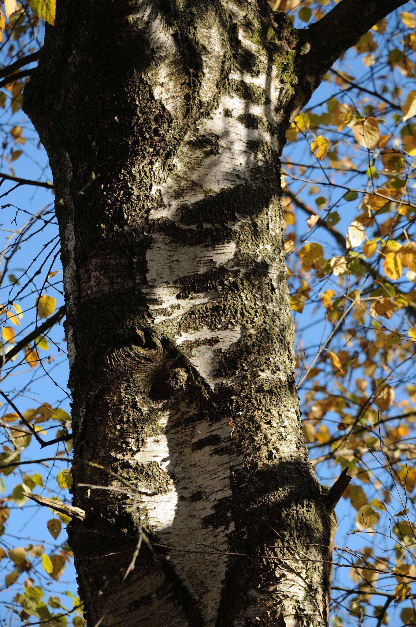 Image of Brown Birch