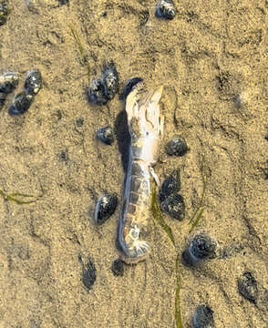 Image of coastal mud shrimp