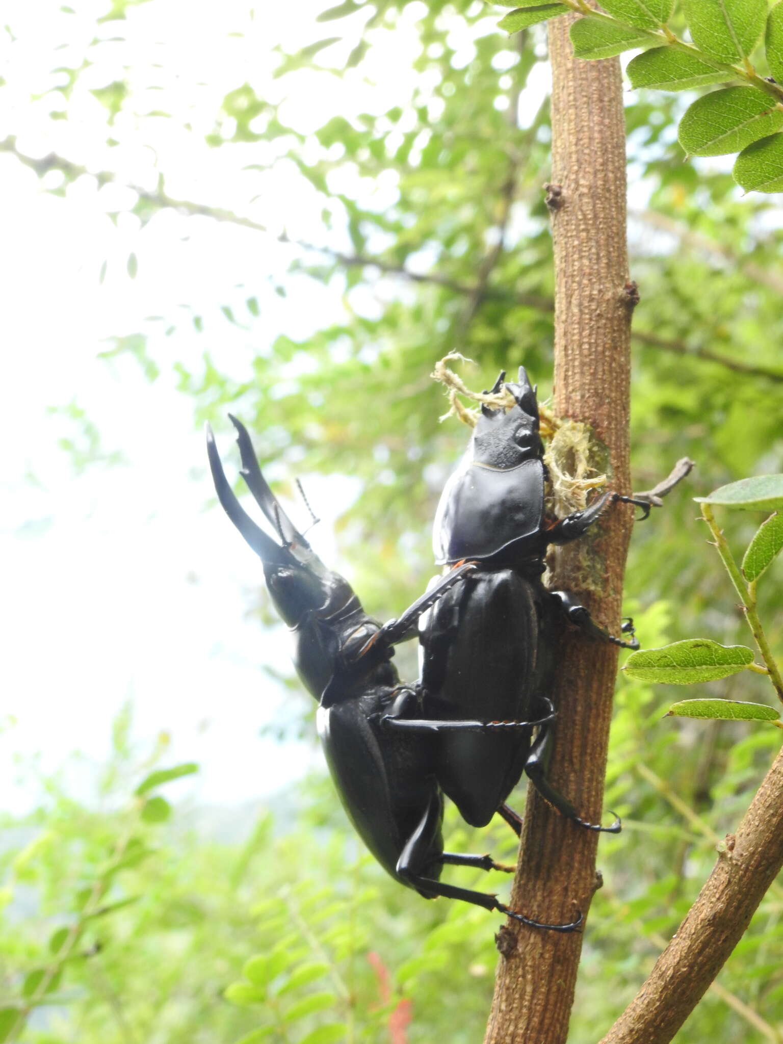 Image of Dorcus nepalensis (Hope 1831)