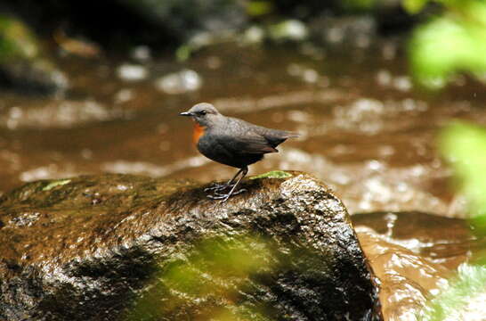 Image of Rufous-throated Dipper