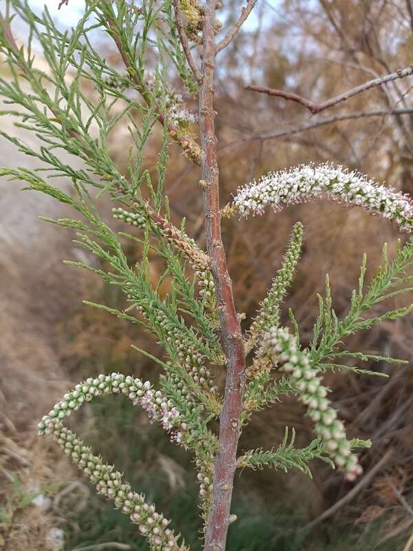 Image of Tamarix boveana Bunge