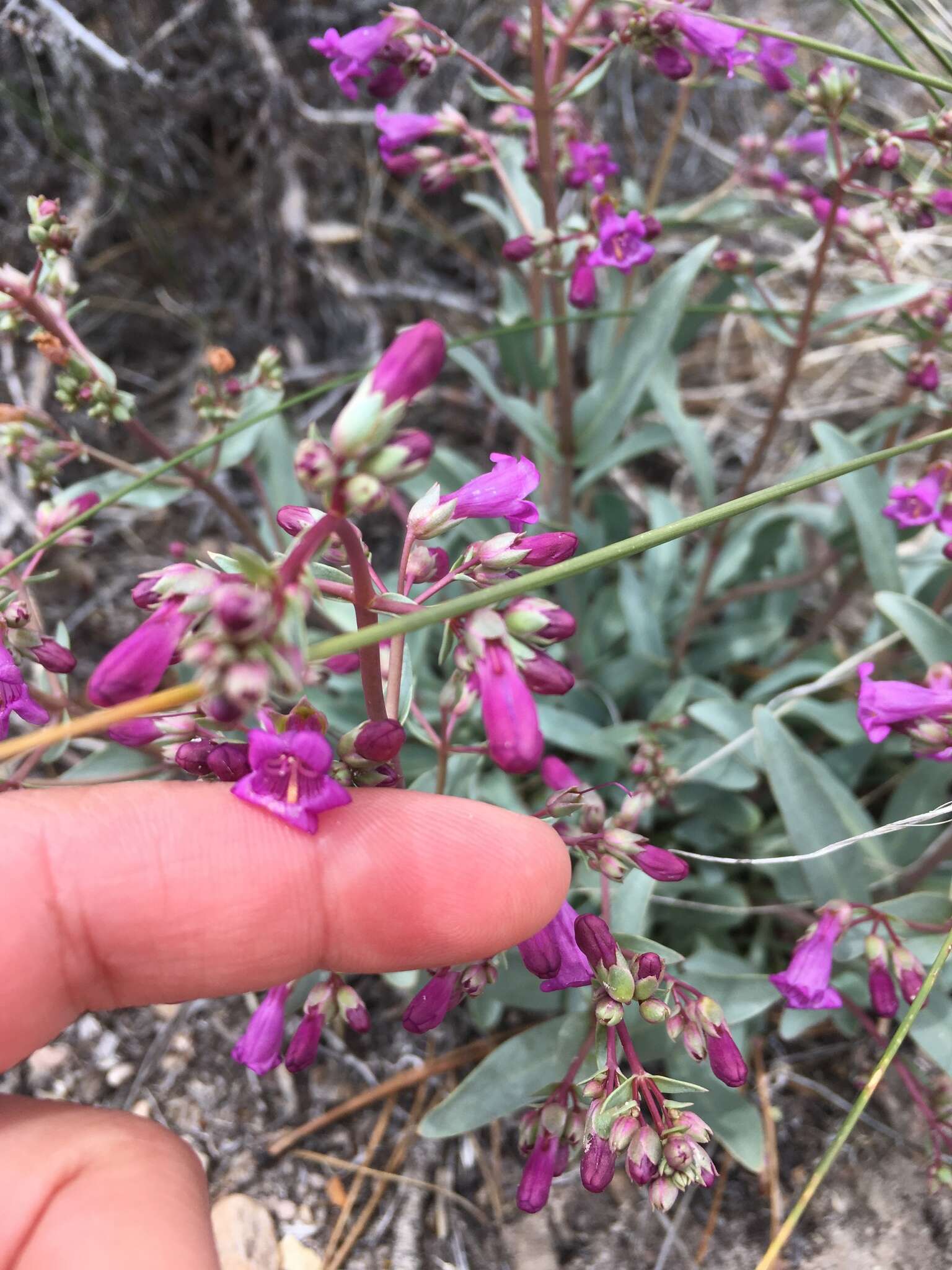 Image of Lone Pine beardtongue