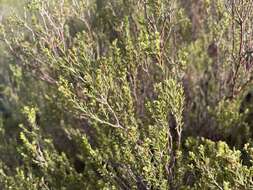 Image of Diosma acmaeophylla Eckl. & Zeyh.