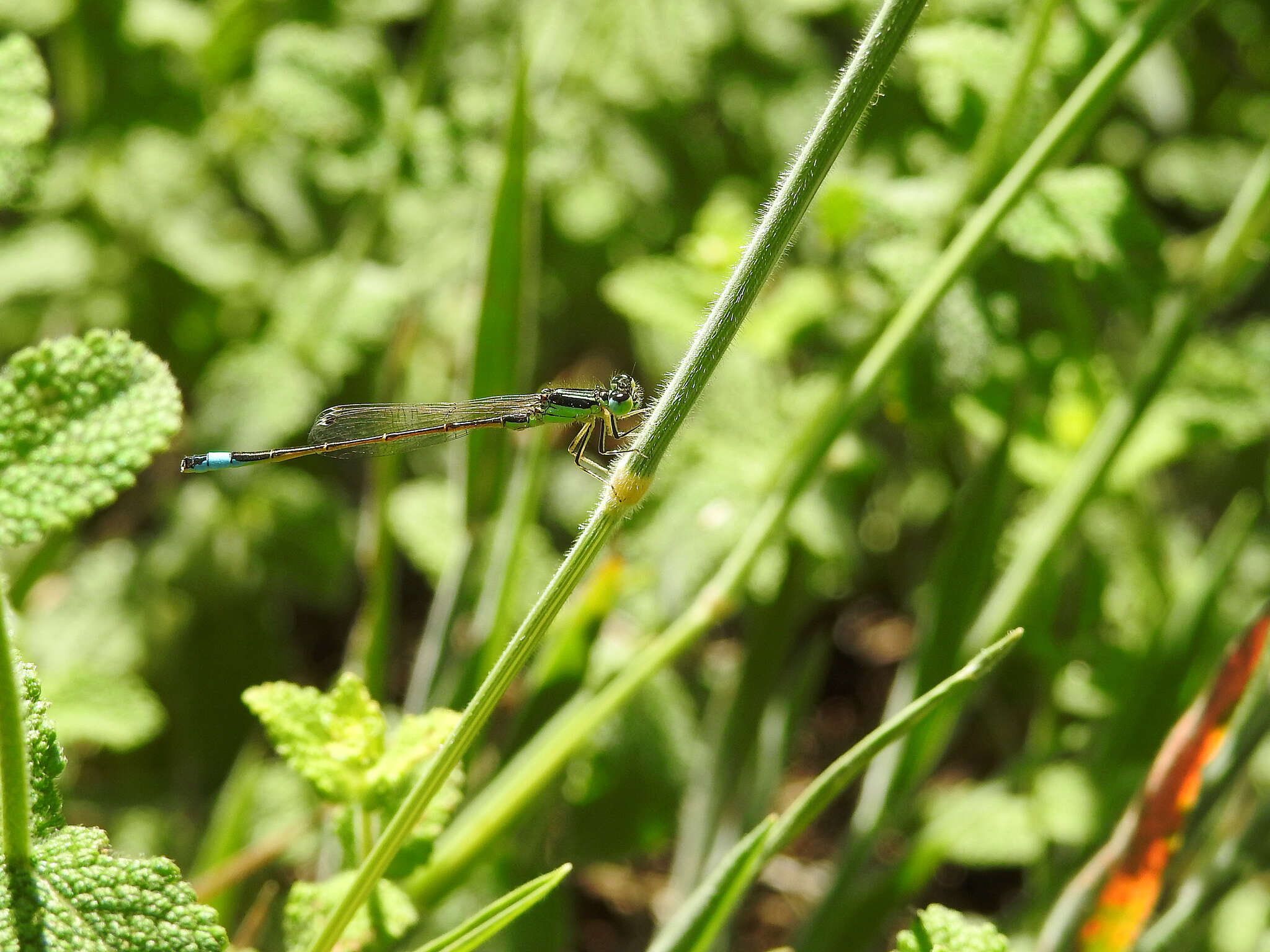 Imagem de Ischnura graellsii (Rambur 1842)