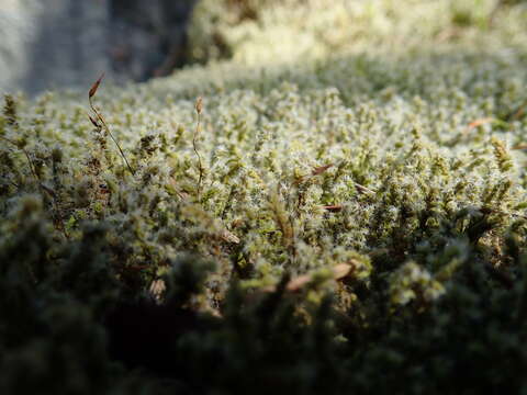 Image of racomitrium moss