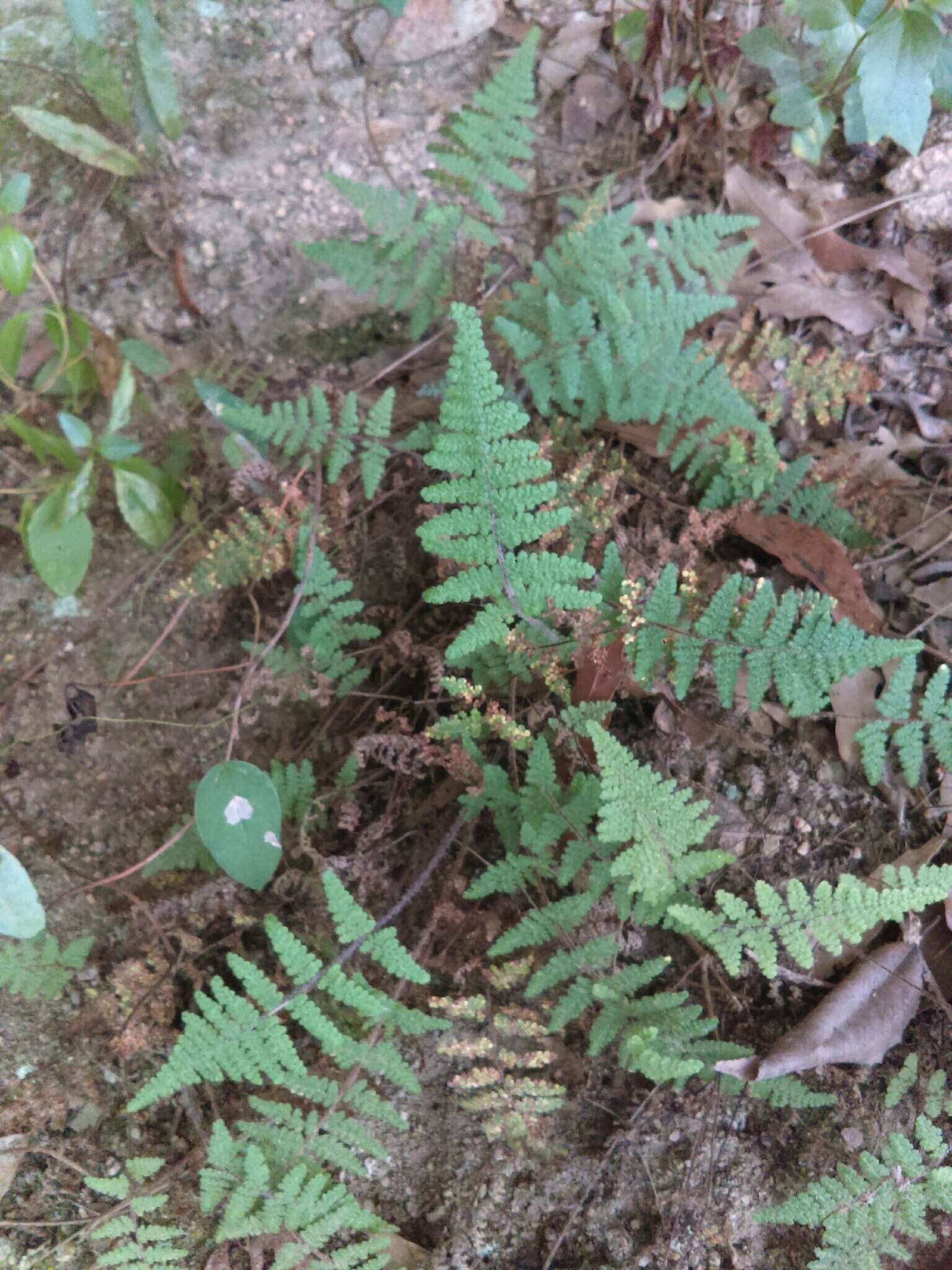 Image of Myriopteris myriophylla (Desv.) J. Sm.