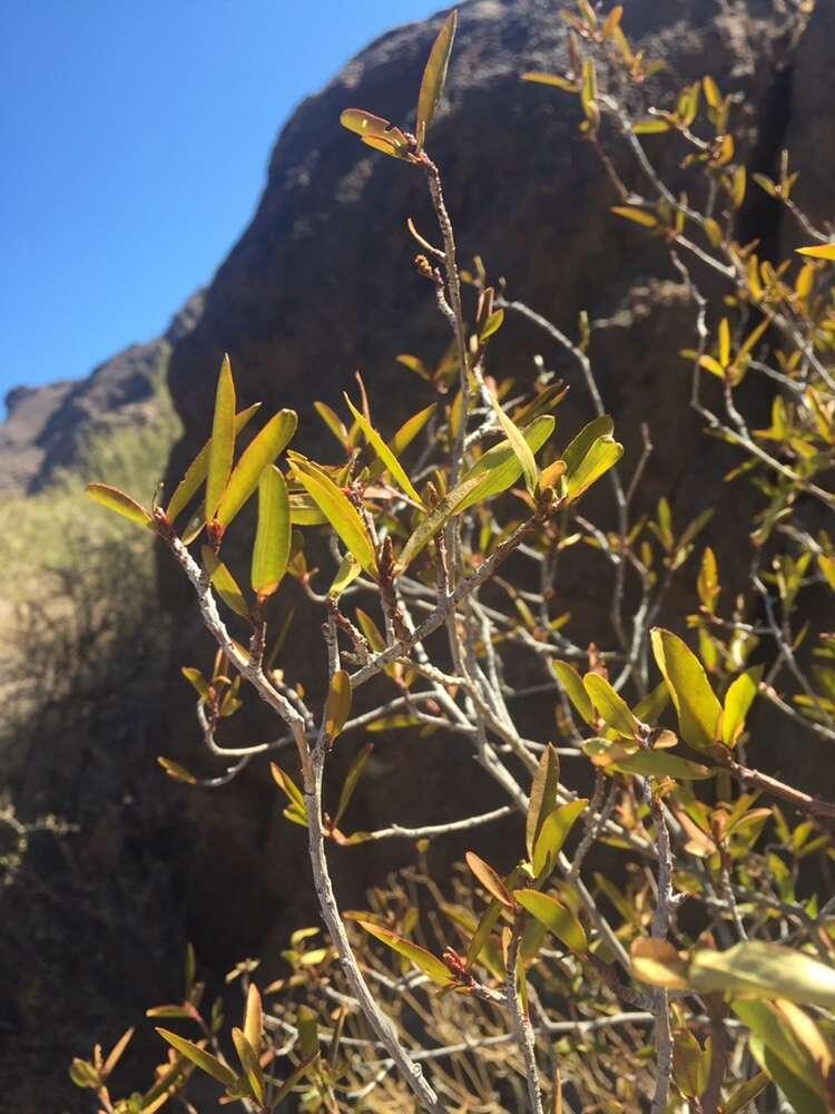 Plancia ëd Pleradenophora bilocularis (S. Watson) Esser & A. L. Melo