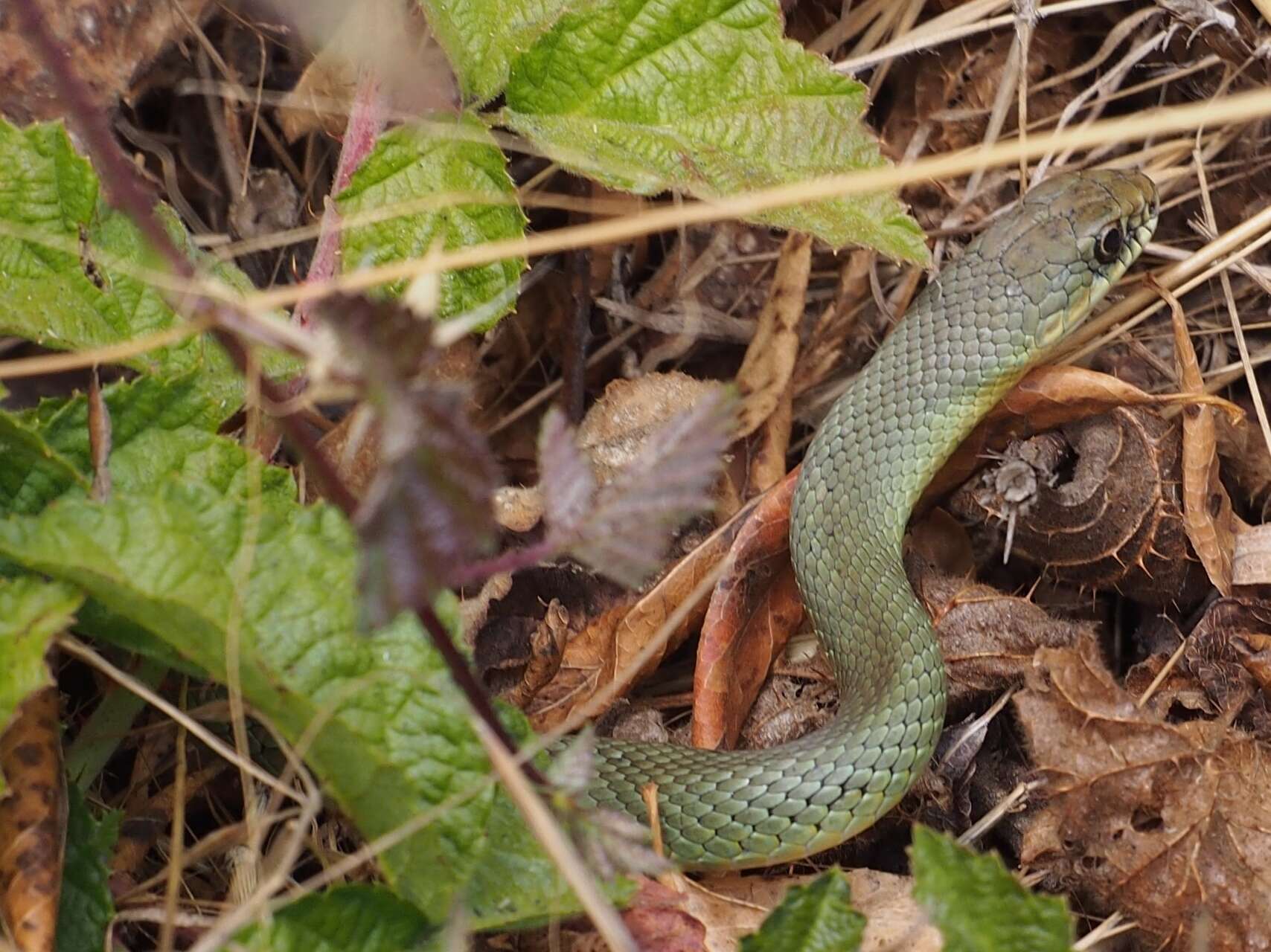 Sivun Coluber constrictor mormon Baird & Girard 1852 kuva