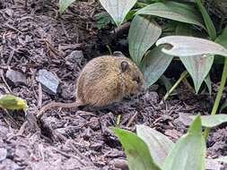 Image of jumping mice