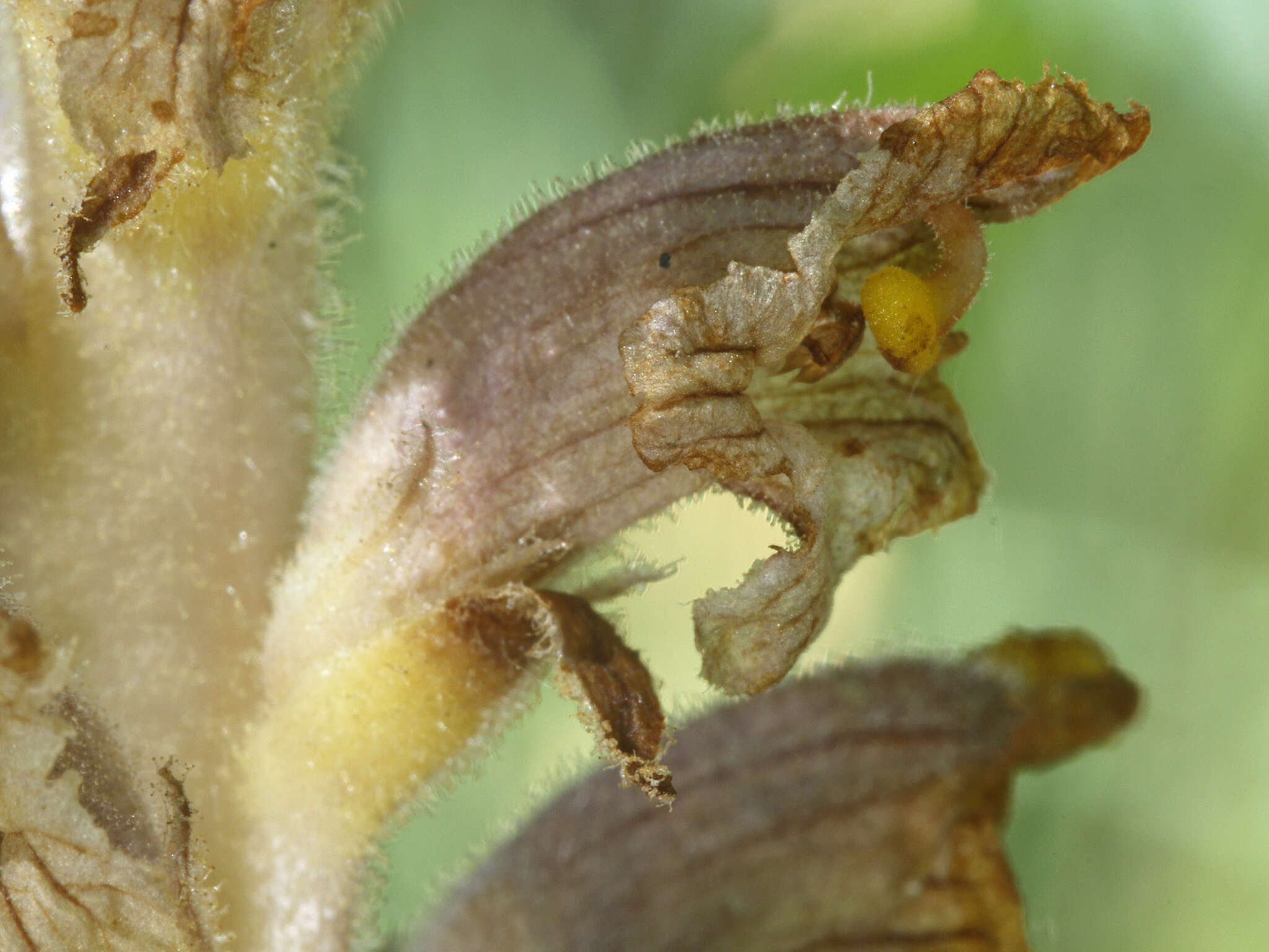 Слика од Orobanche alsatica subsp. libanotidis (Ruprecht) Pusch