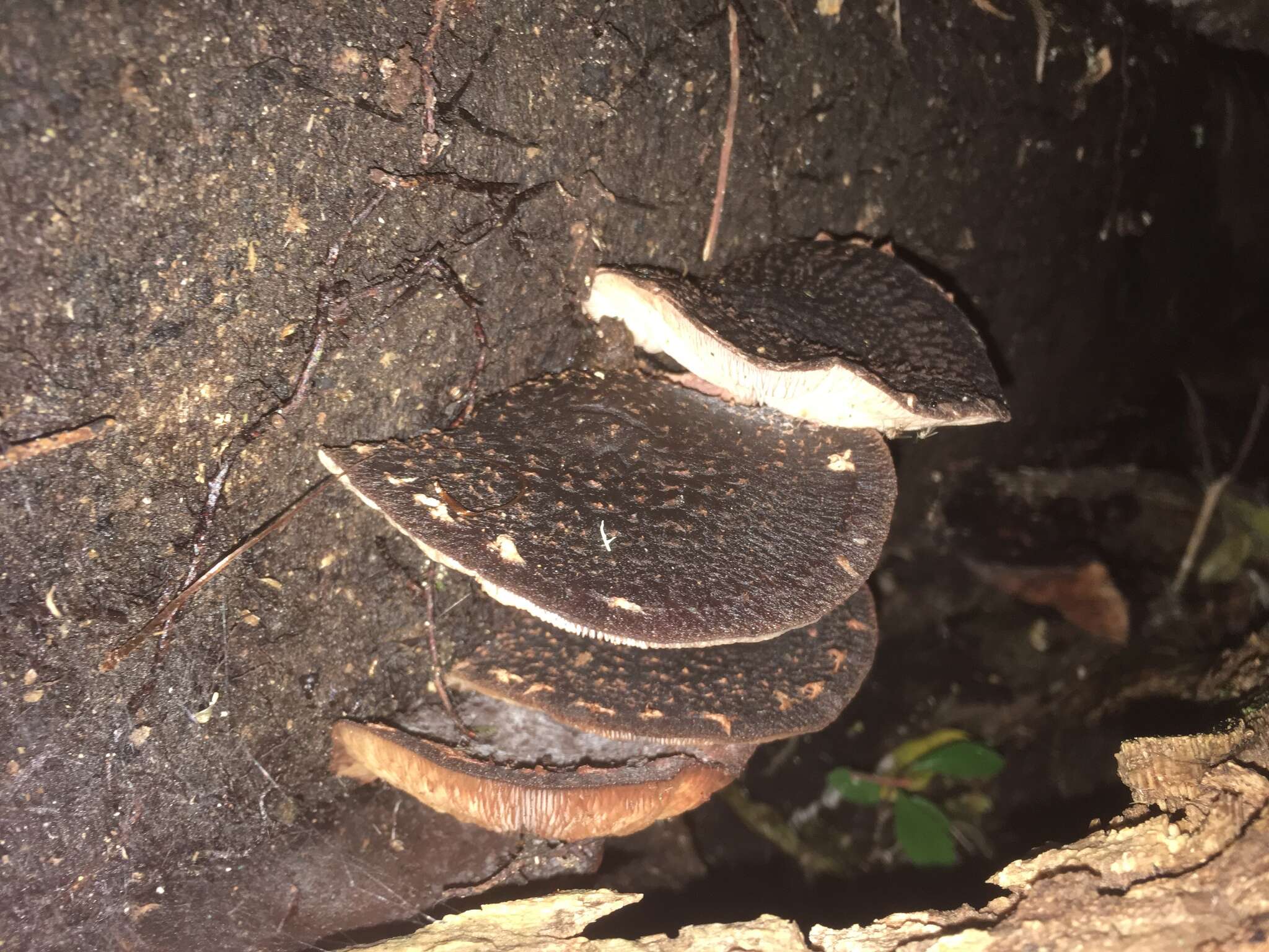 Image of Lentinula novae-zelandiae (G. Stev.) Pegler 1983