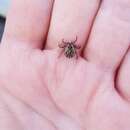 Image of Moose tick; winter tick