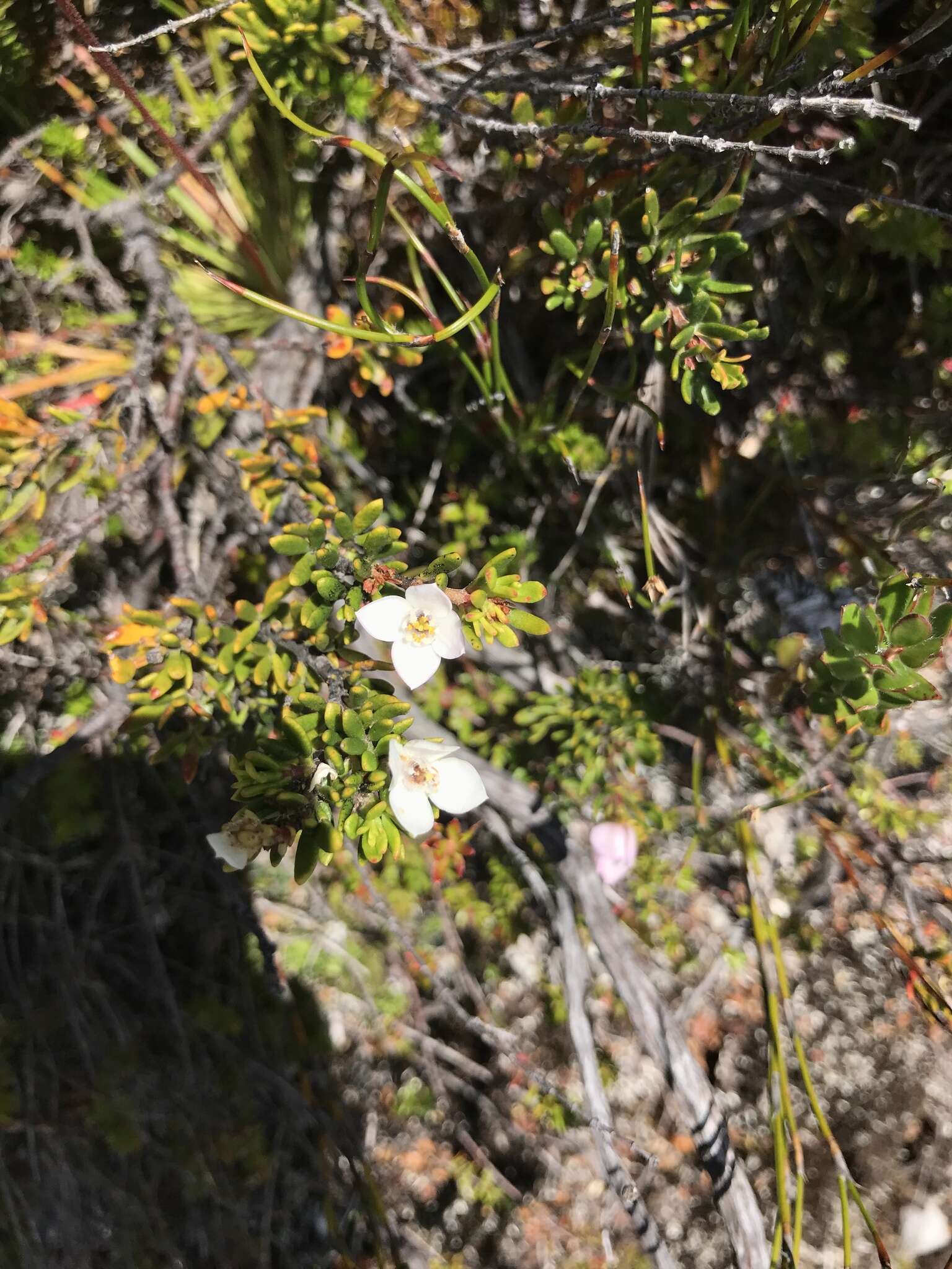 Image of Boronia citriodora subsp. citriodora