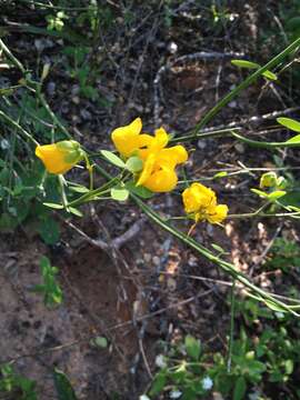 Image of Senna chloroclada (Harms) H. S. Irwin & Barneby