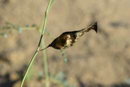 Image of <i>Erythrostemon caudatus</i>