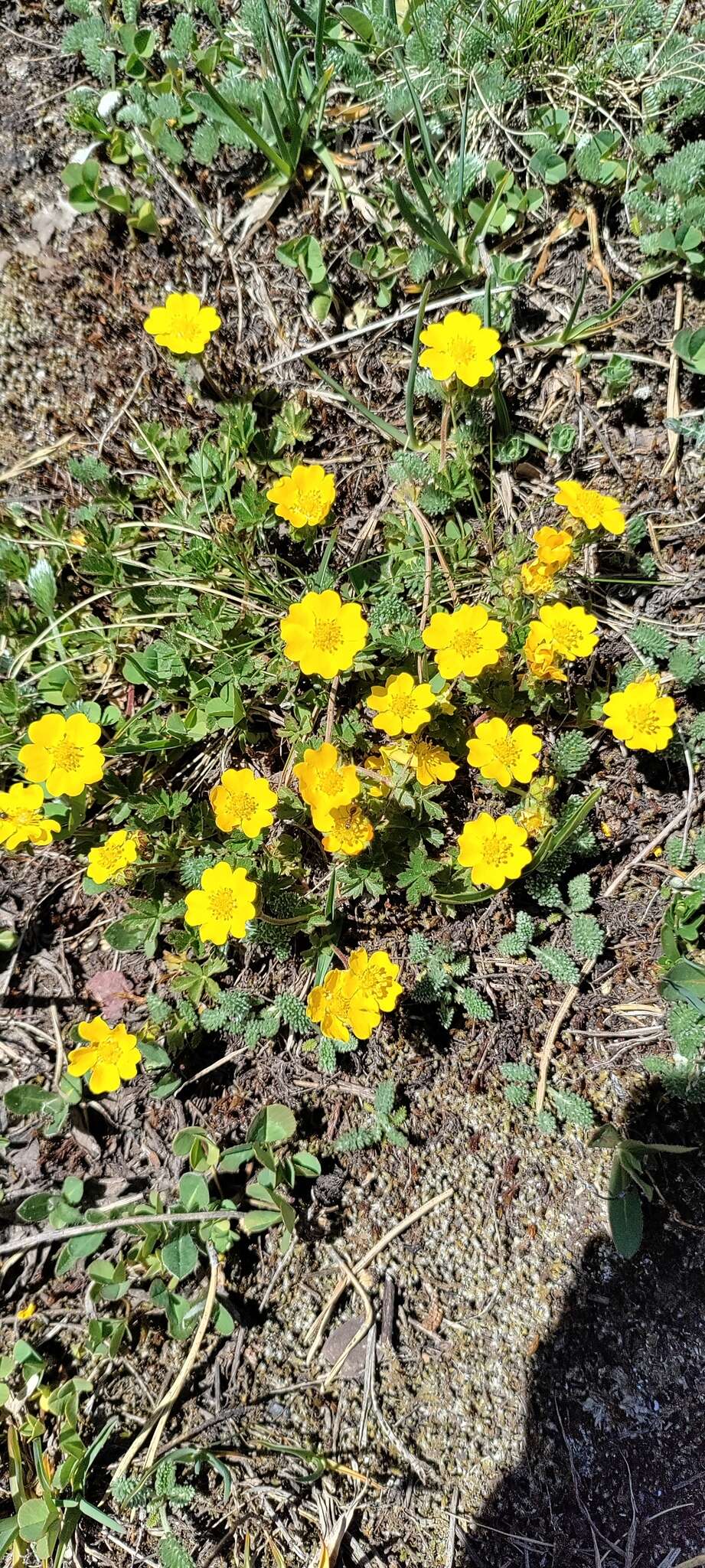 Image of Potentilla ruprechtii Boiss.