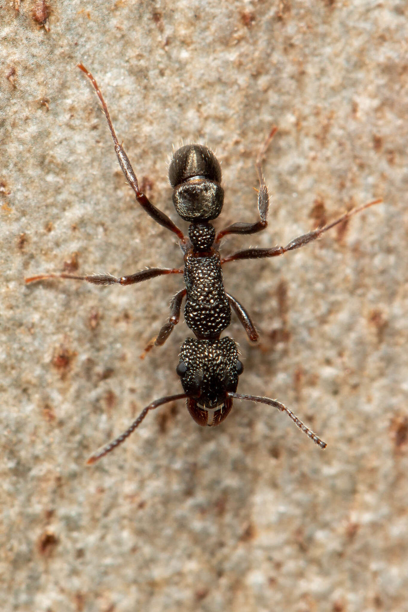 Image de Rhytidoponera anceps Emery 1898