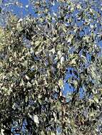 Слика од Eucalyptus ovata Labill.