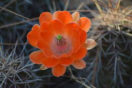 Image of Echinocereus salm-dyckianus Scheer