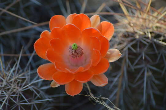 Image of Echinocereus salm-dyckianus Scheer