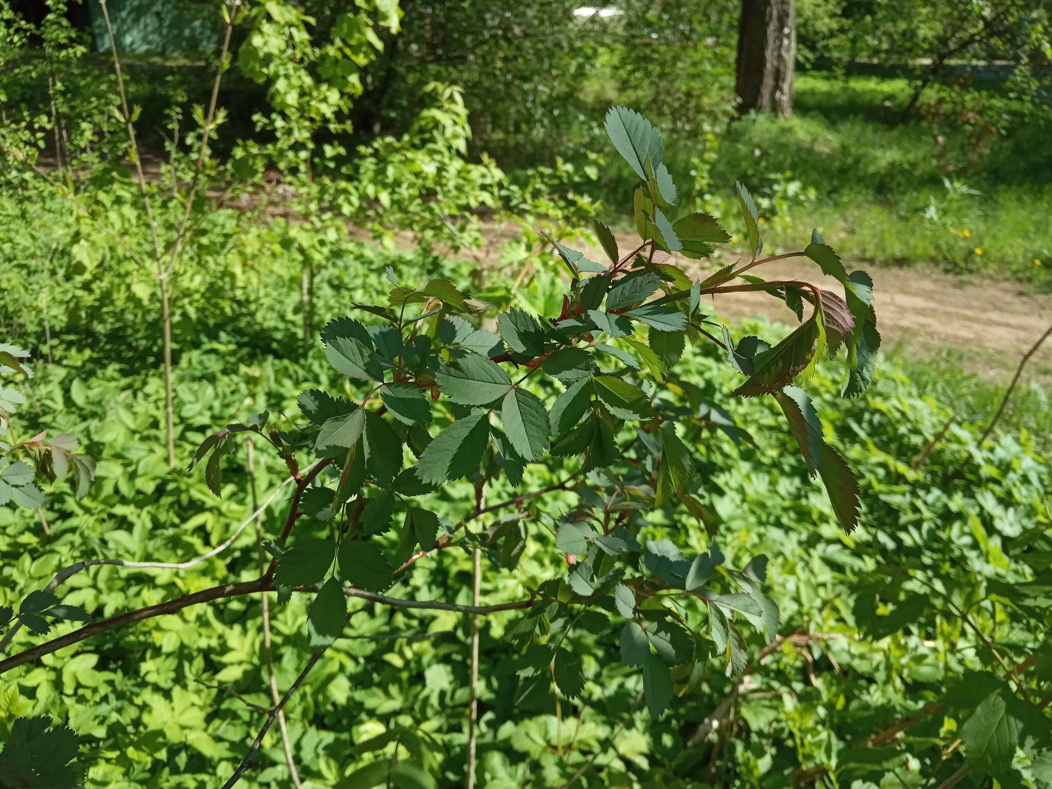 Plancia ëd Rosa glauca Pourret