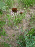 Image of sanguine purple coneflower