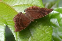 Imagem de Junonia stygia Aurivillius 1894