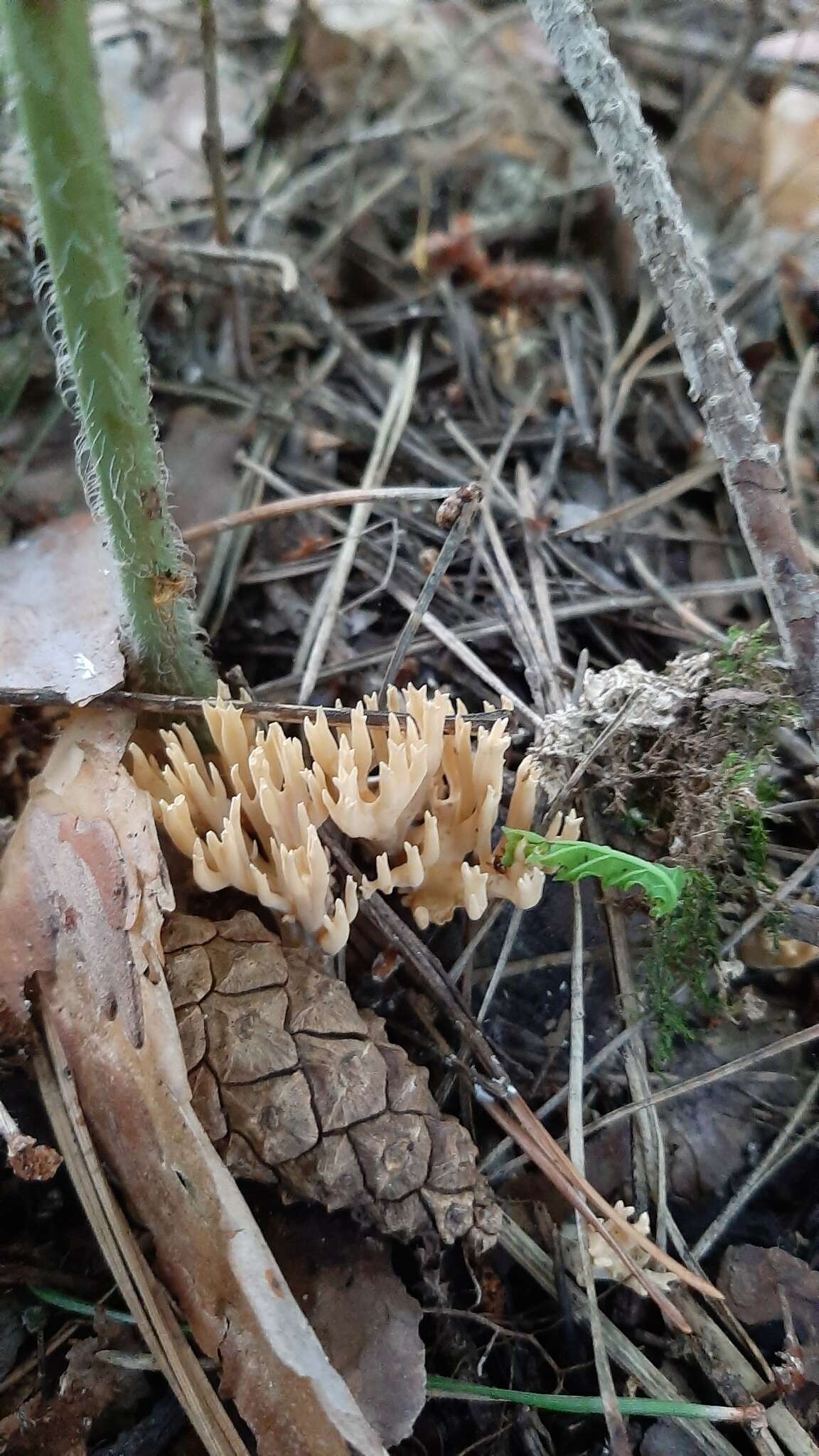 Image of Phaeoclavulina eumorpha (P. Karst.) Giachini 2011