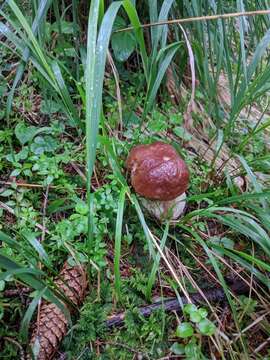 Image of Boletus pinophilus Pilát & Dermek 1973