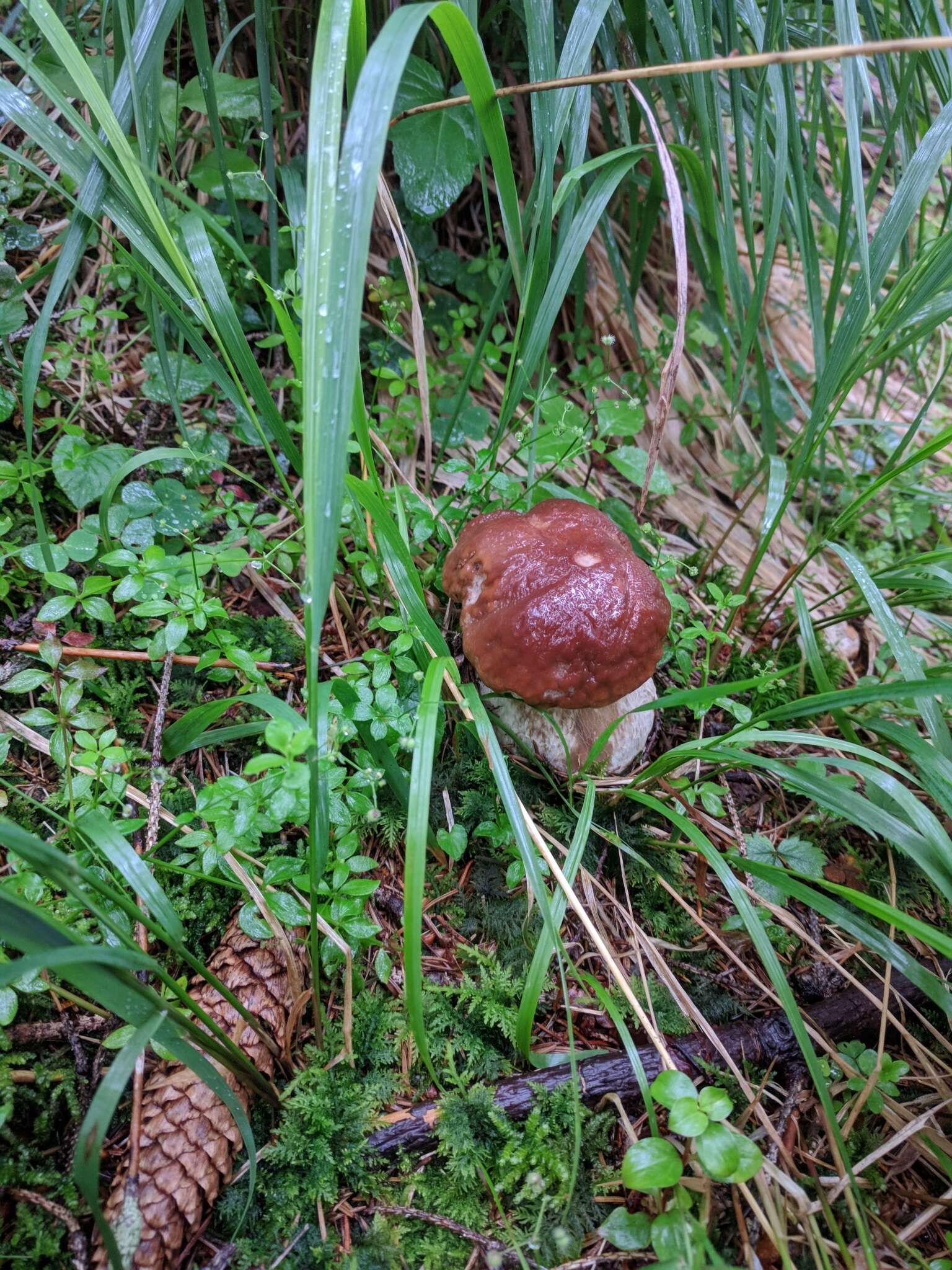 Image of Boletus pinophilus Pilát & Dermek 1973