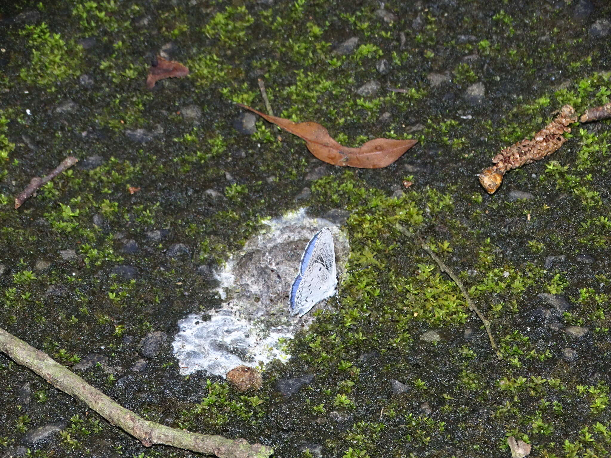 Image of Celastrina lavendularis himilcon (Fruhstorfer 1909)