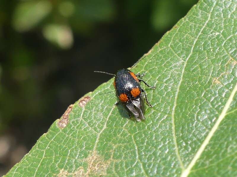 Cryptocephalus notatus Fabricius 1787 resmi