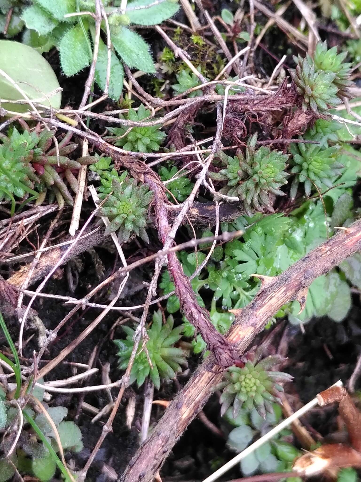 Слика од Petrosedum forsterianum (Sm.) V. Grulich