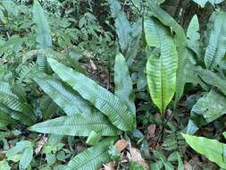 Image of Neocheiropteris ensata (Thunb.) Ching