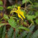 Image of Impatiens racemosa DC.