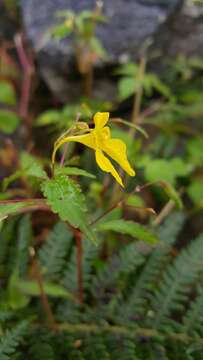 Impatiens racemosa DC. resmi