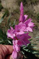 Image of Watsonia lepida N. E. Br.