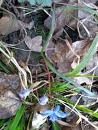 Image of Scilla vindobonensis Speta