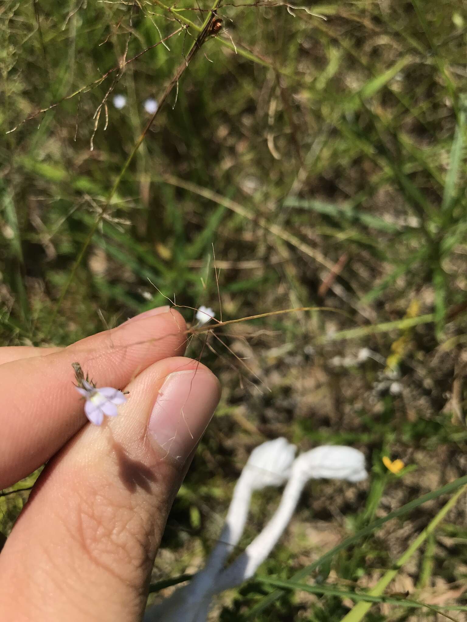 Image of Nuttall's lobelia