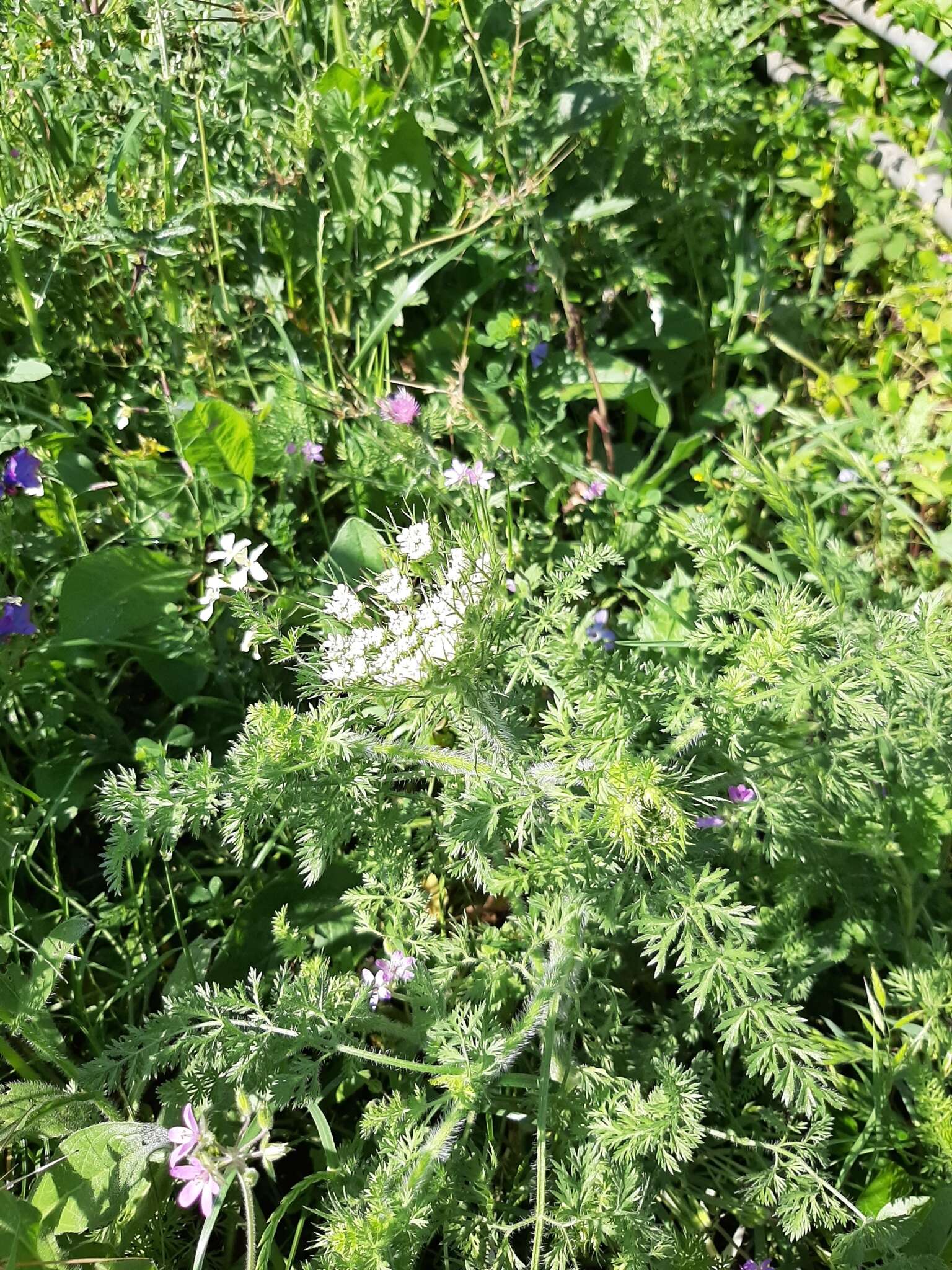 Image of Daucus muricatus (L.) L.