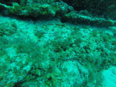 Image of Canthigaster brederi