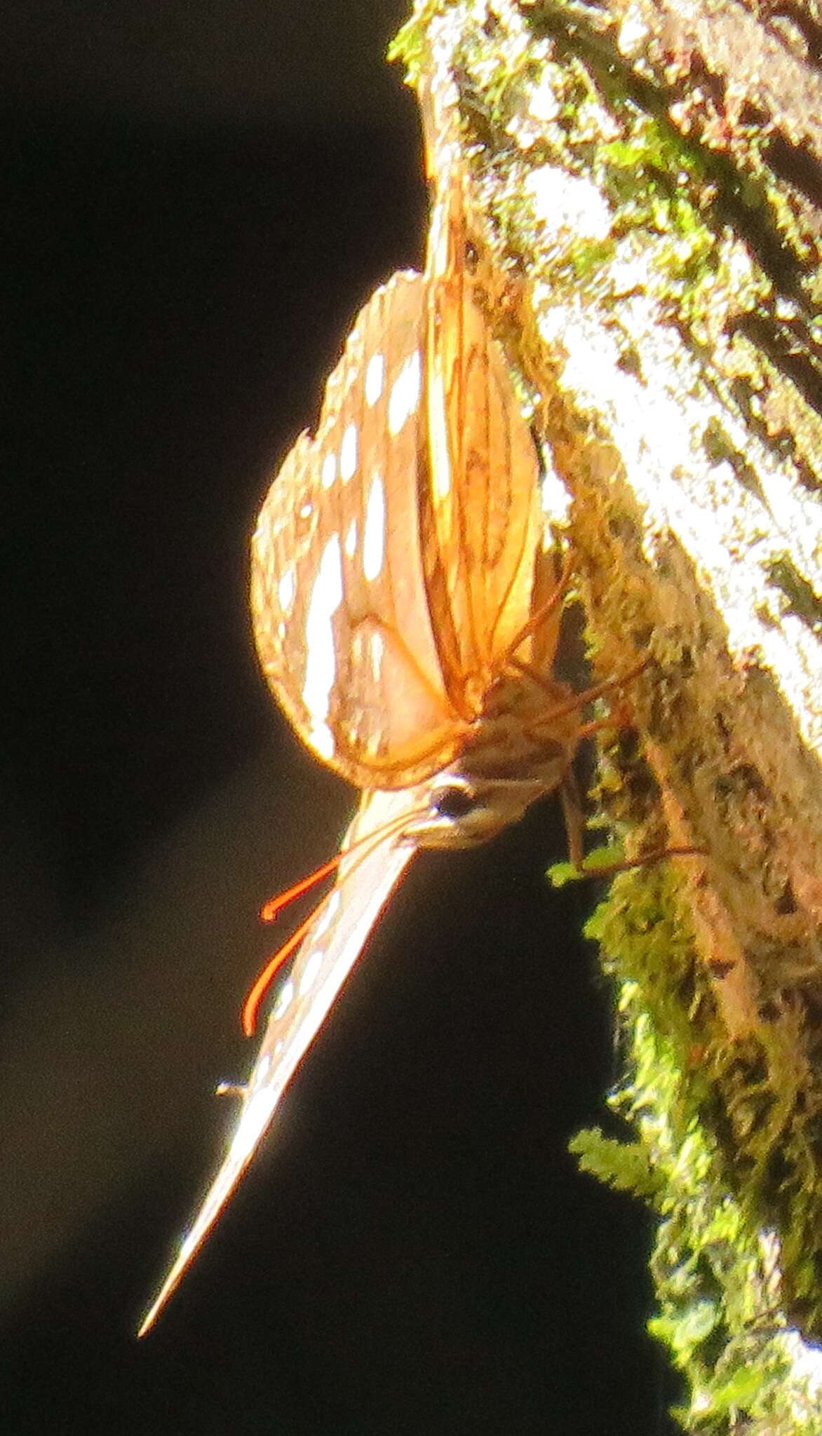 Image of Paralethe dendrophilus albina van Son 1955