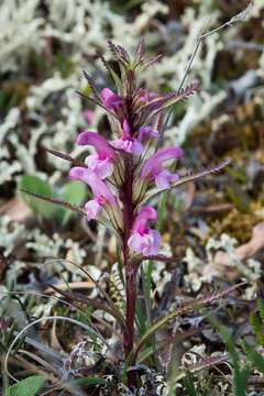 Imagem de Pedicularis langsdorffii Fisch. ex Stev.