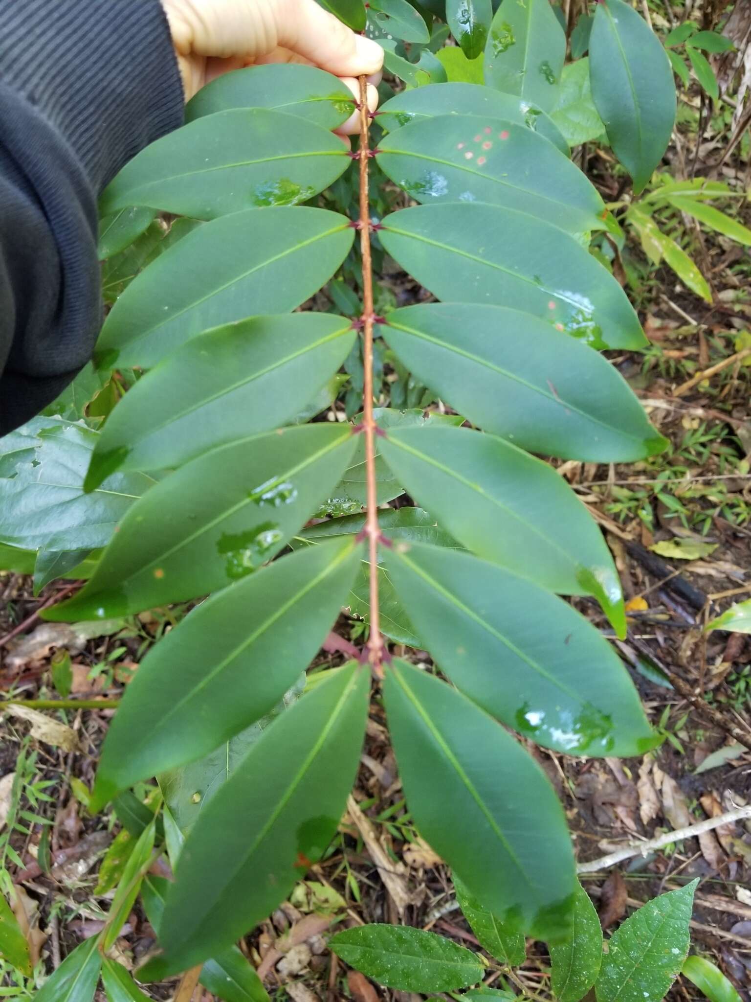 Image de Pilidiostigma glabrum Burret