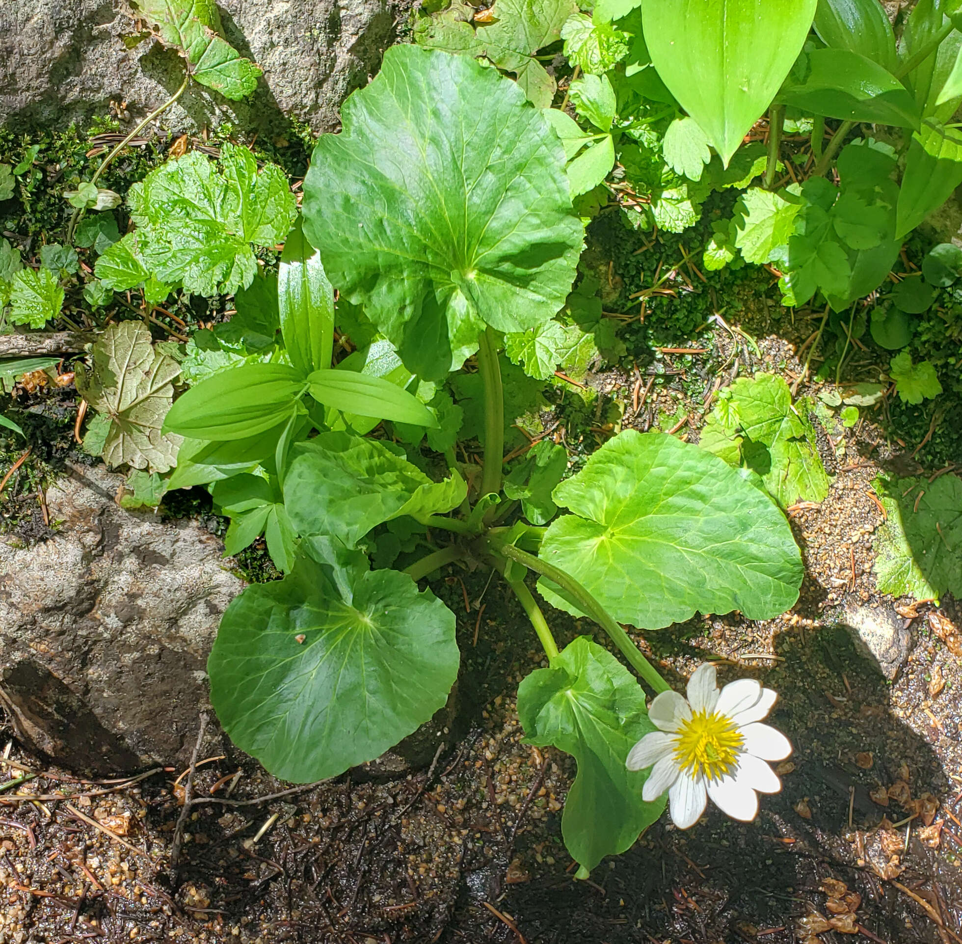 <i>Caltha chionophila</i>的圖片