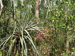 Image of giant airplant